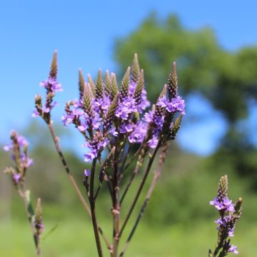 Echtes Eisenkraut (Verbena officinalis)