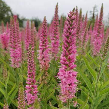 Ehrenpreis (Veronica) VERONIQUE Pink