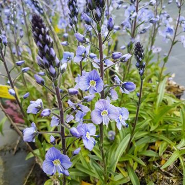 Enzian-Ehrenpreis (Veronica gentianoides) Maihimmel