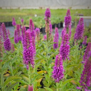 Ähriger Ehrenpreis (Veronica spicata) Purplegum Candles