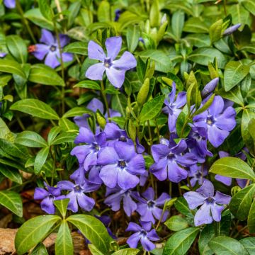 Kleinblättriges Immergrün (Vinca minor)