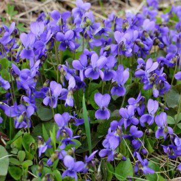 Duftveilchen (Viola odorata ) Königin Charlotte