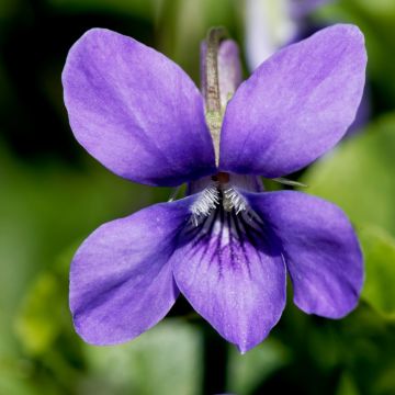 Duftveilchen (Viola odorata ) Königin Charlotte
