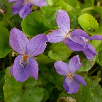 Duftveilchen (Viola odorata ) Königin Charlotte
