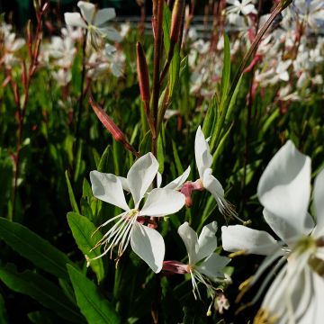 Prachtkerze (Gaura lindheimerii) Whirling Butterflies