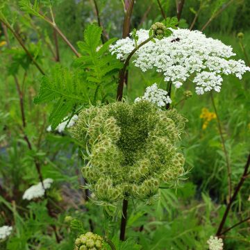 Wilde Möhre (Daucus carota) 