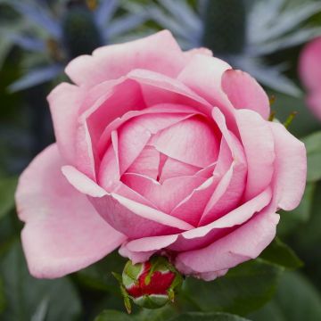 Edelrose (Züchterrose) Desirée