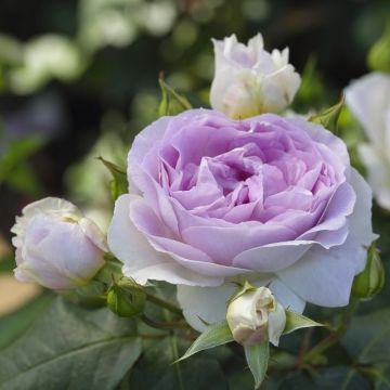 Strauchrose (Züchterrose) Saphir