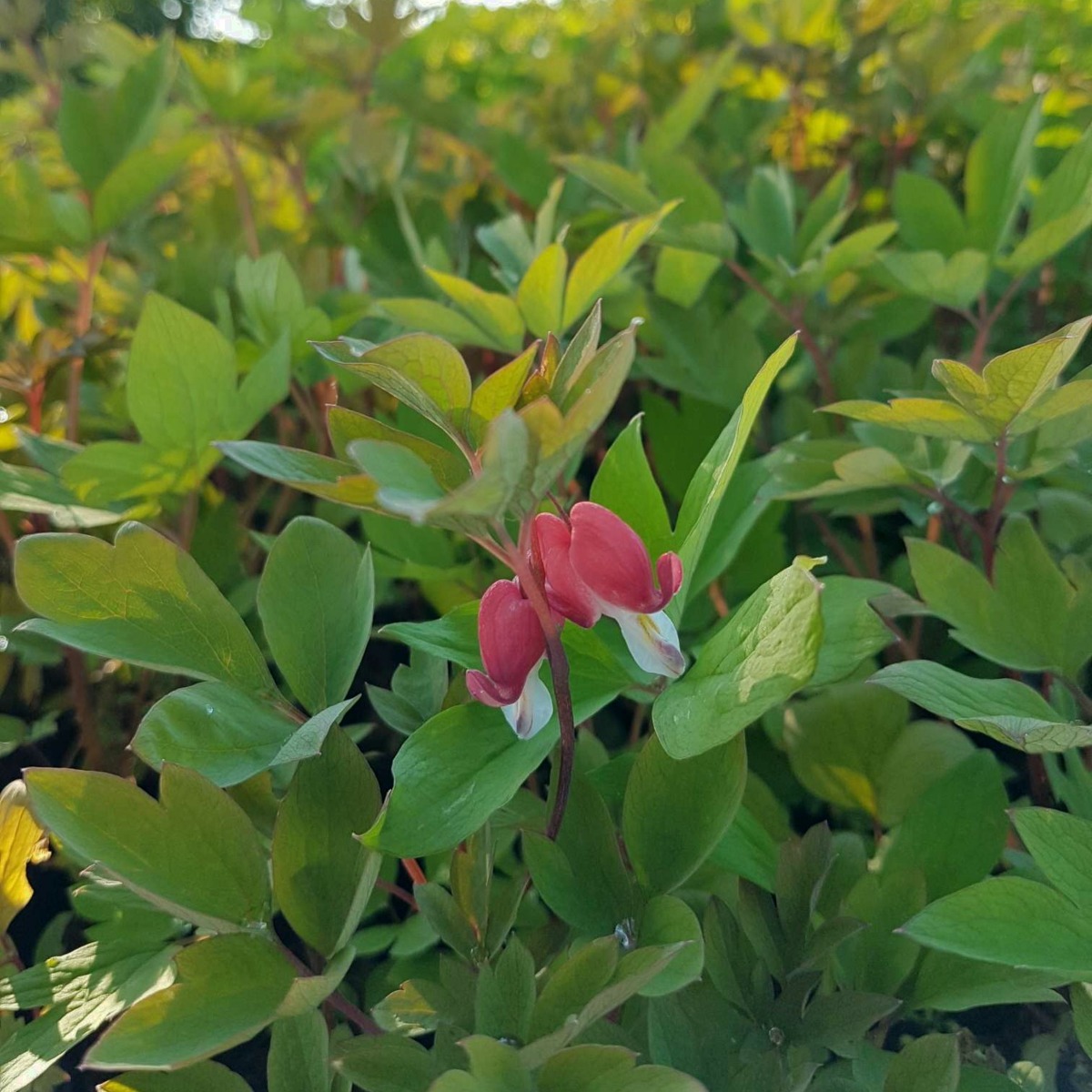 Tr\u00E4nendes\u0020Herz\u0020\u0028Dicentra\u0020spectabilis\u0029\u0020Valentine' Tr\u00E4nendes\u0020Herz\u0020\u0028Dicentra\u0020spectabilis\u0029\u0020Valentine'