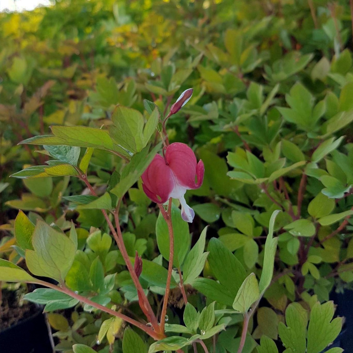 Tr\u00E4nendes\u0020Herz\u0020\u0028Dicentra\u0020spectabilis\u0029\u0020Valentine' Tr\u00E4nendes\u0020Herz\u0020\u0028Dicentra\u0020spectabilis\u0029\u0020Valentine'