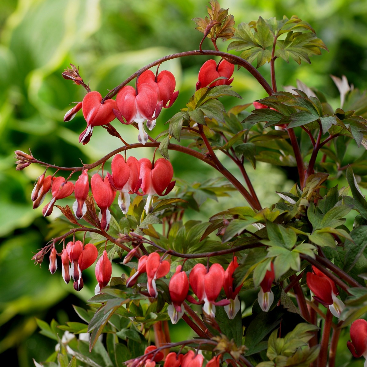 Tr\u00E4nendes\u0020Herz\u0020\u0028Dicentra\u0020spectabilis\u0029\u0020Valentine' Tr\u00E4nendes\u0020Herz\u0020\u0028Dicentra\u0020spectabilis\u0029\u0020Valentine'