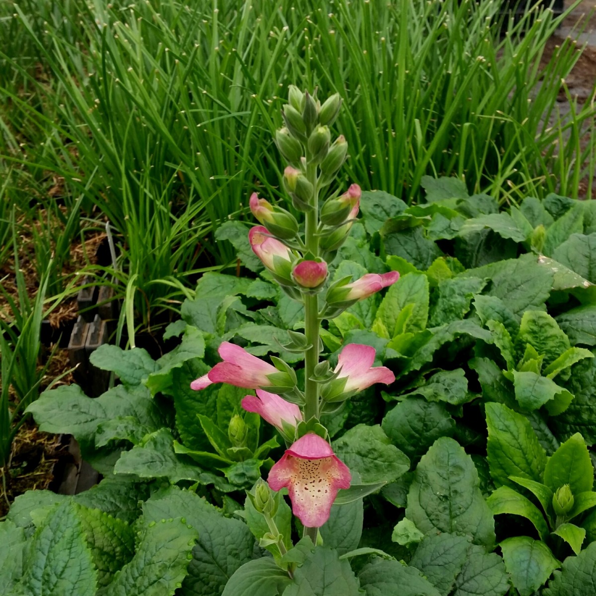Fingerhut\u0020\u0028Digitalis\u0020purpurea\u0020x\u0020isoplexis\u0020canariensis\u0029\u0020ILLUMINATION\u0020Berry\u0020Canary' Fingerhut\u0020\u0028Digitalis\u0020purpurea\u0020x\u0020isoplexis\u0020canariensis\u0029\u0020ILLUMINATION\u0020Berry\u0020Canary'