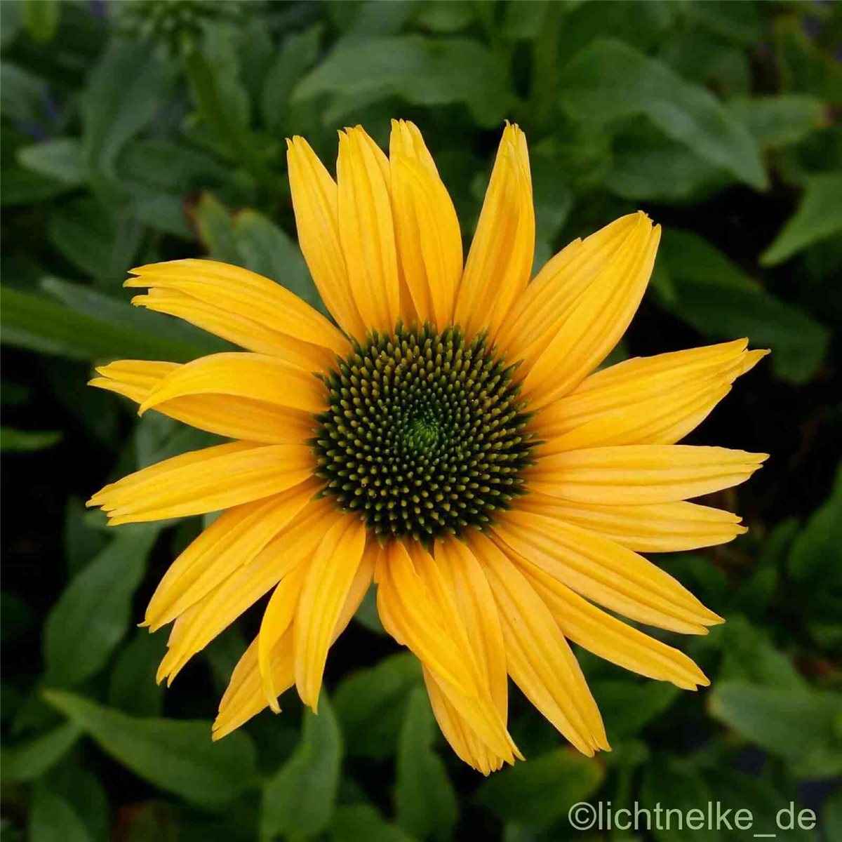 Sonnenhut\u0020\u0028Echinacea\u0020purpurea\u0029\u0020Mac\u0020\u0027\u0020n\u00A0\u0027\u0020Cheese' Sonnenhut\u0020\u0028Echinacea\u0020purpurea\u0029\u0020Mac\u0020\u0027\u0020n\u00A0\u0027\u0020Cheese'