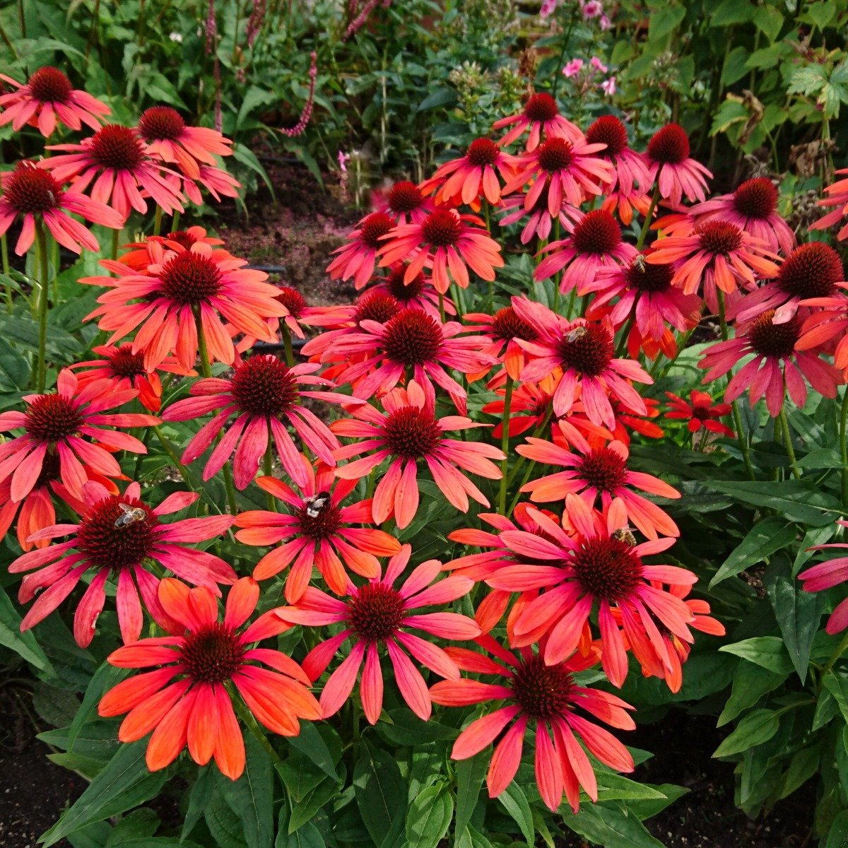 Sonnenhut\u0020\u0028Echinacea\u0029\u0020Red\u0020Pearl' Sonnenhut\u0020\u0028Echinacea\u0029\u0020Red\u0020Pearl'