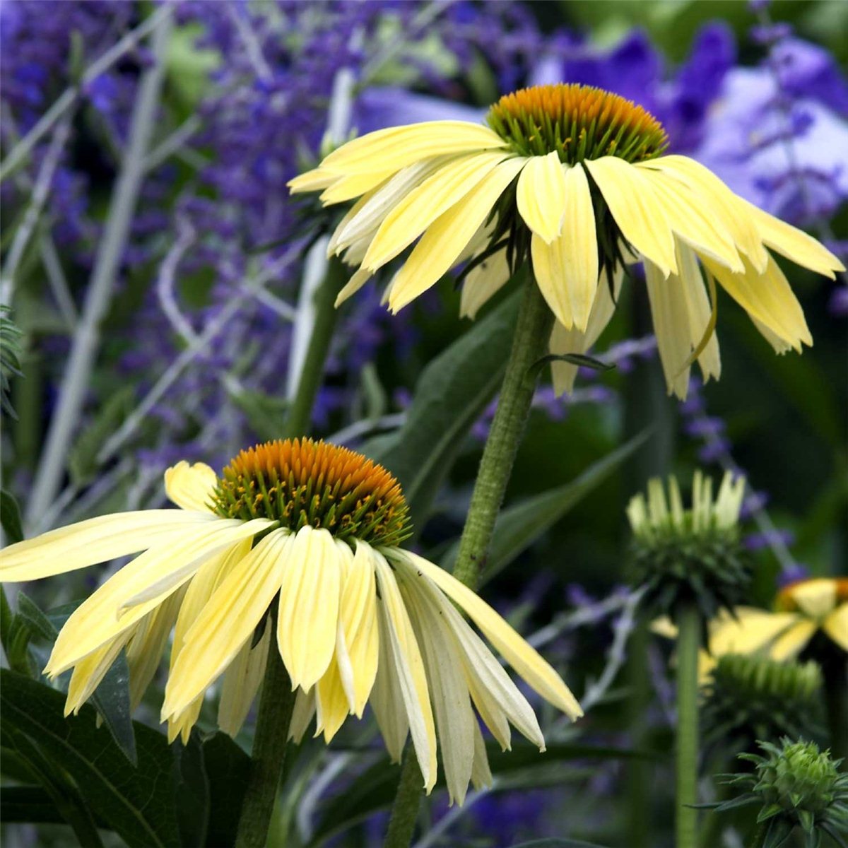 Sonnenhut\u0020\u0028Echinacea\u0020purpurea\u0029\u0020Sunrise\u00A0' Sonnenhut\u0020\u0028Echinacea\u0020purpurea\u0029\u0020Sunrise\u00A0'