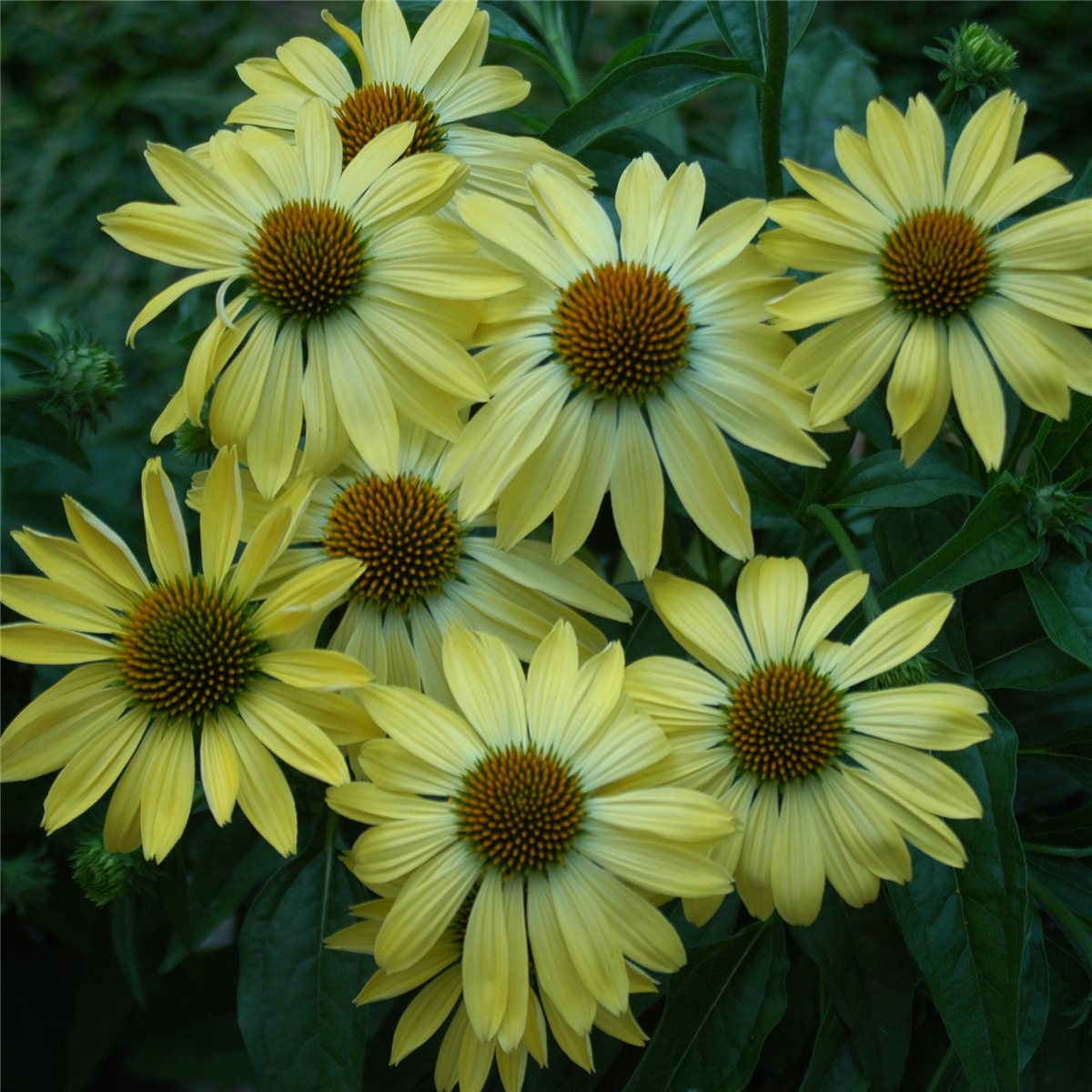 Sonnenhut\u0020\u0028Echinacea\u0020purpurea\u0029\u0020Sunrise\u00A0' Sonnenhut\u0020\u0028Echinacea\u0020purpurea\u0029\u0020Sunrise\u00A0'