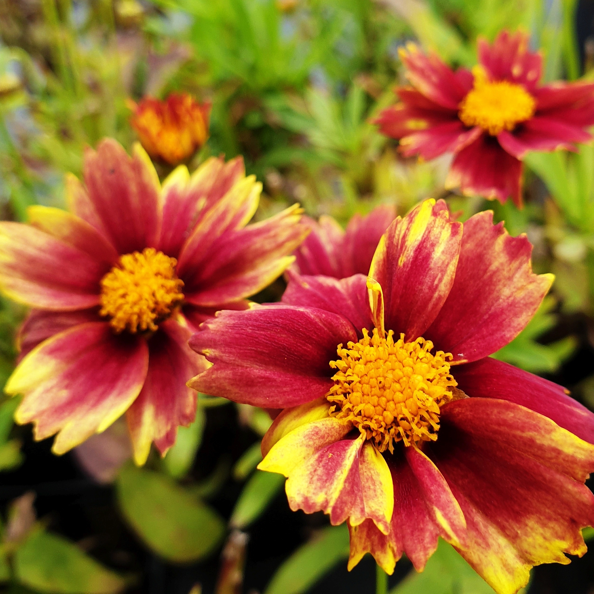 5\u0020Pflanzen\u0020M\u00E4dchenaugen\u0020\u0028Coreopsis\u0029\u0020Mix' 5\u0020Pflanzen\u0020M\u00E4dchenaugen\u0020\u0028Coreopsis\u0029\u0020Mix'