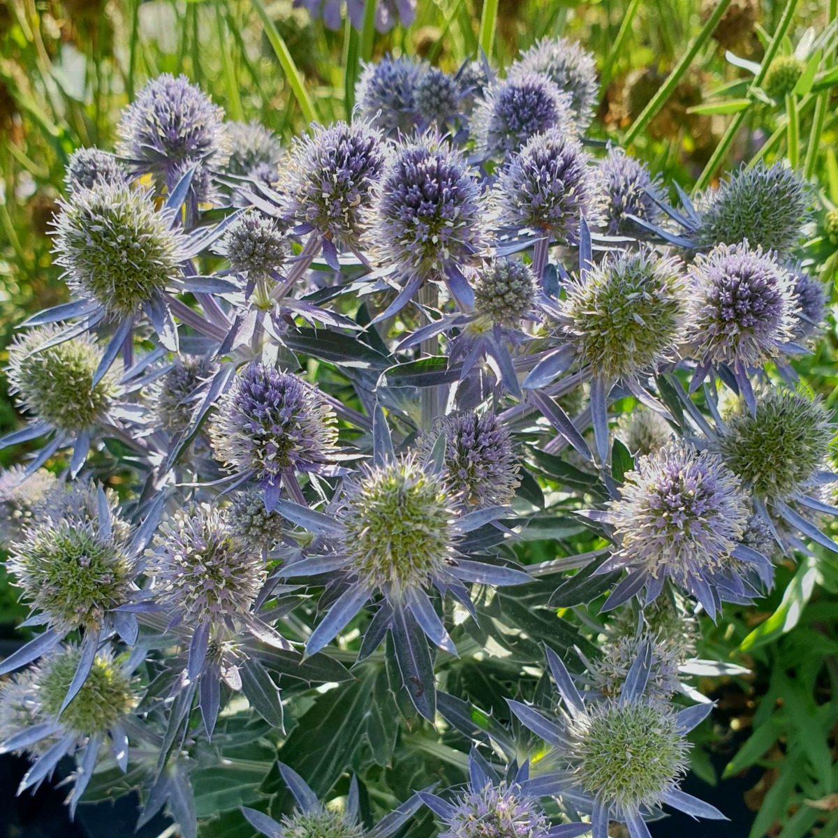 Edeldistel (Eryngium planum) Blue Hobbit Lichtnelke Pflanzenversand