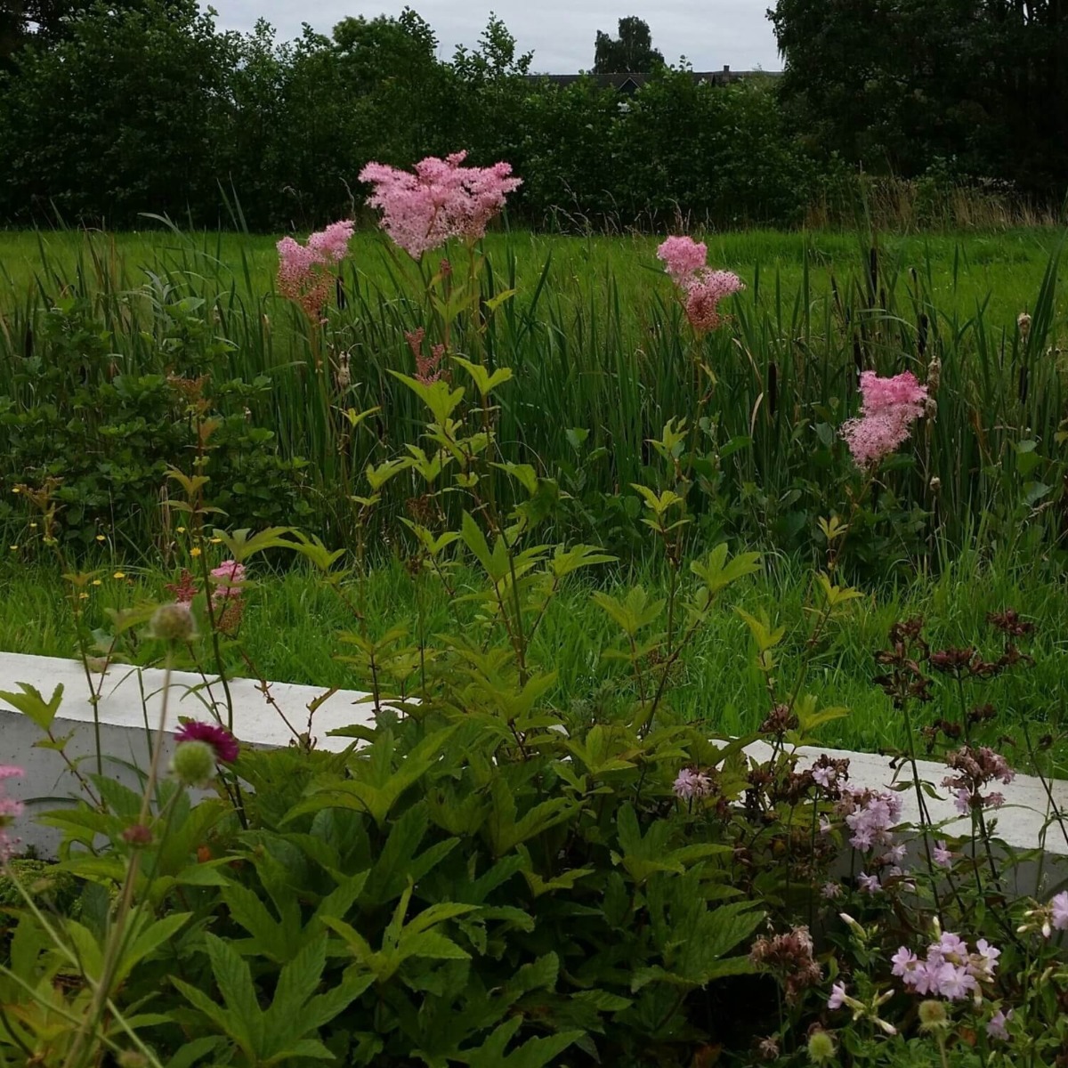 Hohes\u0020M\u00E4des\u00FC\u00DF\u0020\u0028Filipendula\u0020rubra\u0020\u0029\u0020Venusta' Hohes\u0020M\u00E4des\u00FC\u00DF\u0020\u0028Filipendula\u0020rubra\u0020\u0029\u0020Venusta'