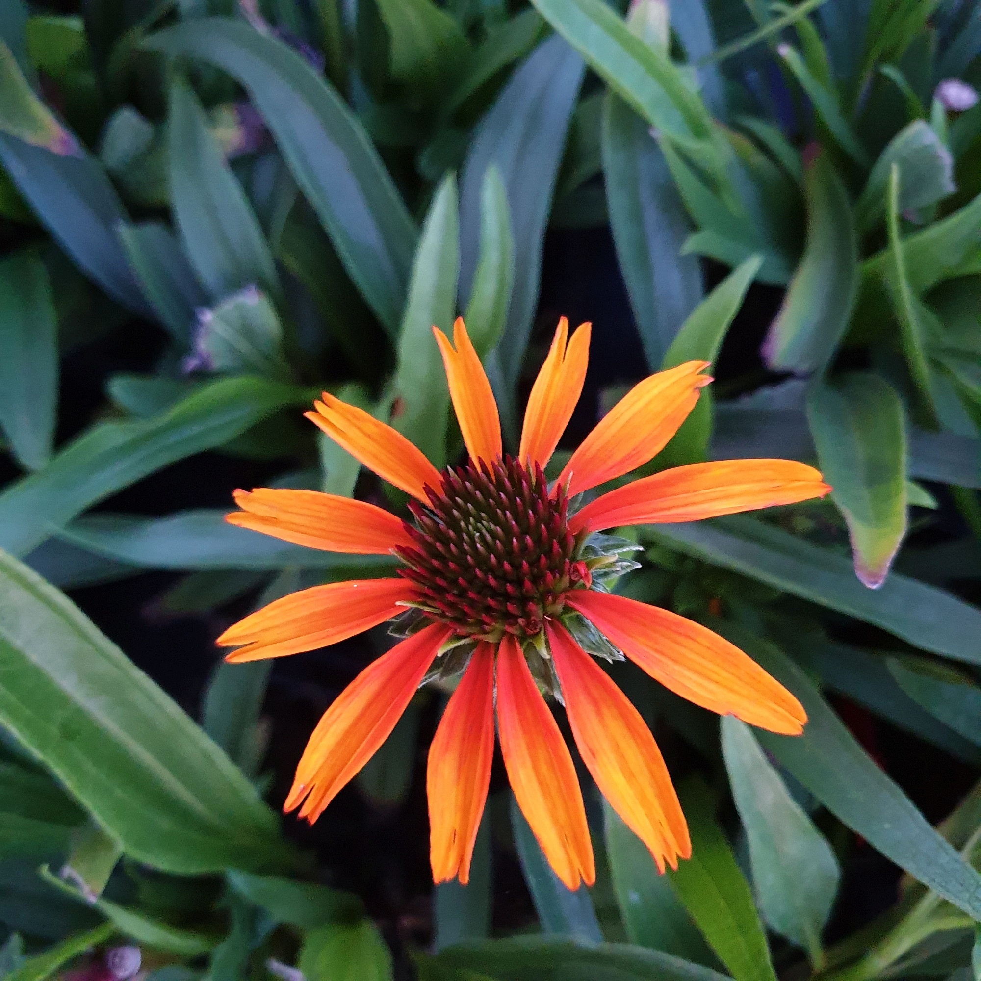 Sonnenhut\u0020\u0028Echinacea\u0020purpurea\u0029\u0020Flame\u0020Thrower\u00A0' Sonnenhut\u0020\u0028Echinacea\u0020purpurea\u0029\u0020Flame\u0020Thrower\u00A0'