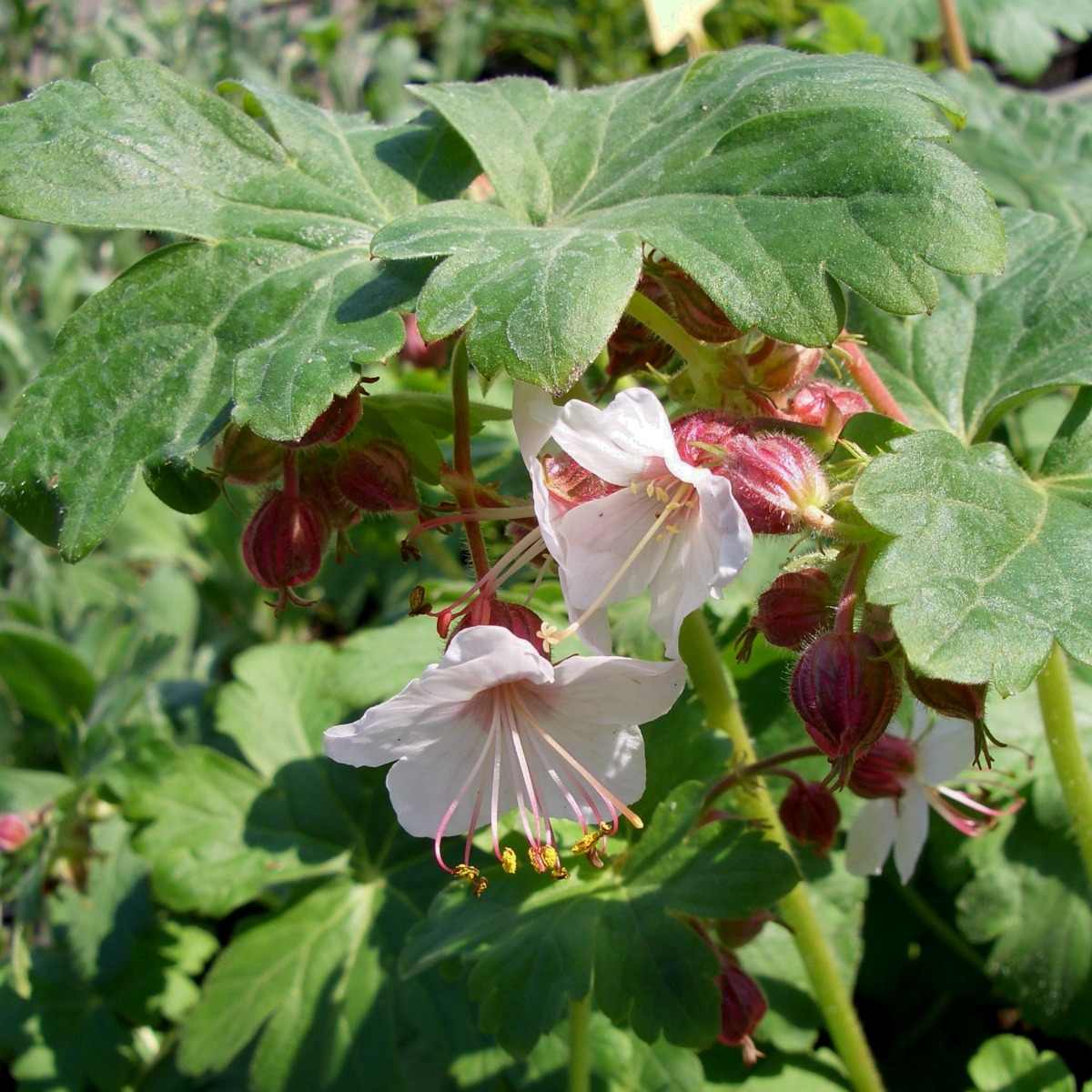 Balkanstorchschnabel\u0020\u0028Geranium\u0020macrorrhizum\u0029\u00A0Spessart' Balkanstorchschnabel\u0020\u0028Geranium\u0020macrorrhizum\u0029\u00A0Spessart'
