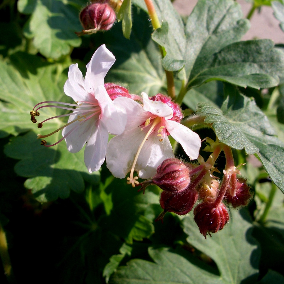 Balkanstorchschnabel\u0020\u0028Geranium\u0020macrorrhizum\u0029\u00A0Spessart' Balkanstorchschnabel\u0020\u0028Geranium\u0020macrorrhizum\u0029\u00A0Spessart'