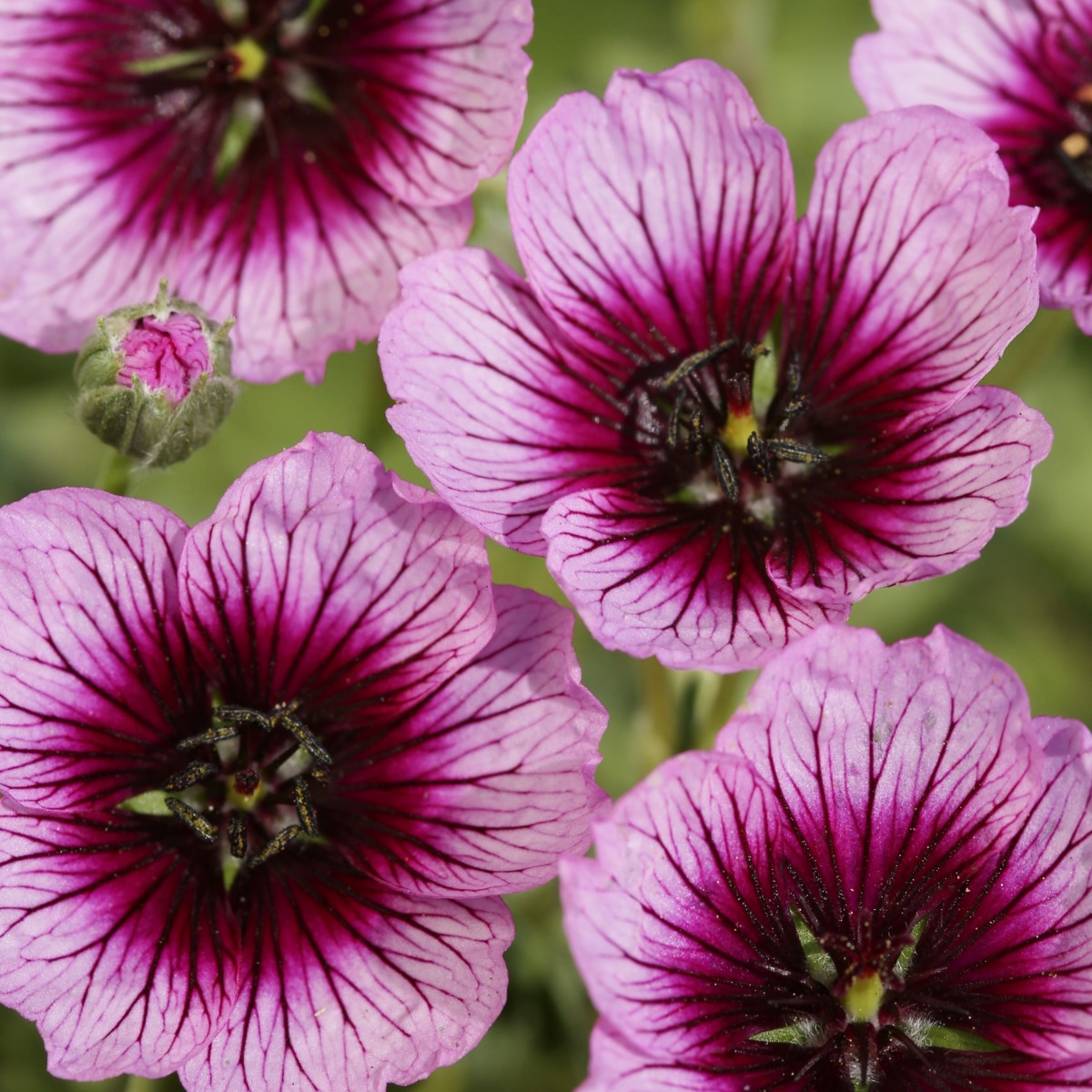 Storchschnabel\u0020\u0028Geranium\u0020cinereum\u0029\u0020JOLLY\u0020JEWEL\u0020Violet' Storchschnabel\u0020\u0028Geranium\u0020cinereum\u0029\u0020JOLLY\u0020JEWEL\u0020Violet'