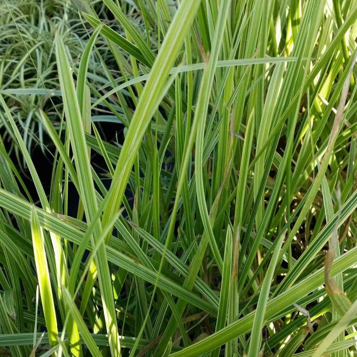 Wasserschwaden\u0020\u0028Glyceria\u0020maxima\u0029\u0020Variegata' Wasserschwaden\u0020\u0028Glyceria\u0020maxima\u0029\u0020Variegata'