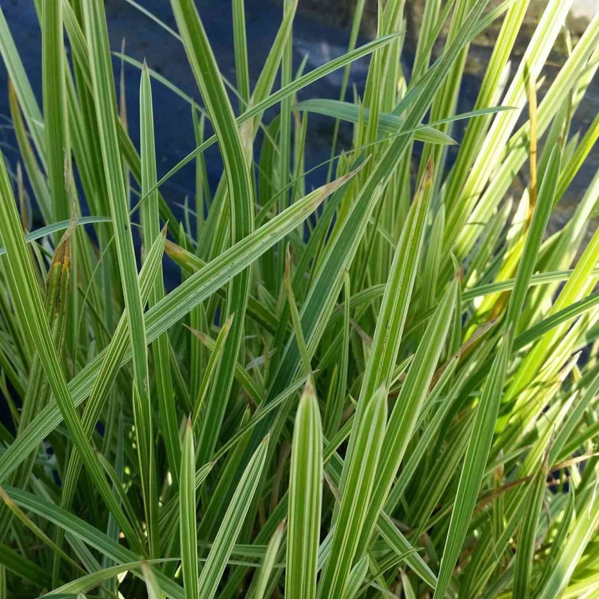 Wasserschwaden\u0020\u0028Glyceria\u0020maxima\u0029\u0020Variegata' Wasserschwaden\u0020\u0028Glyceria\u0020maxima\u0029\u0020Variegata'