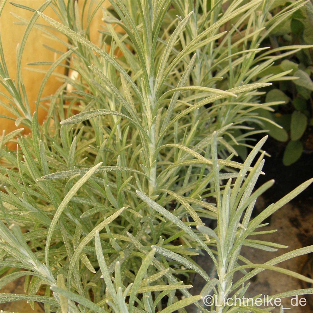 Currykraut\u0020\u0028Helichrysum\u0020italicum\u0029\u0020' Currykraut\u0020\u0028Helichrysum\u0020italicum\u0029\u0020'