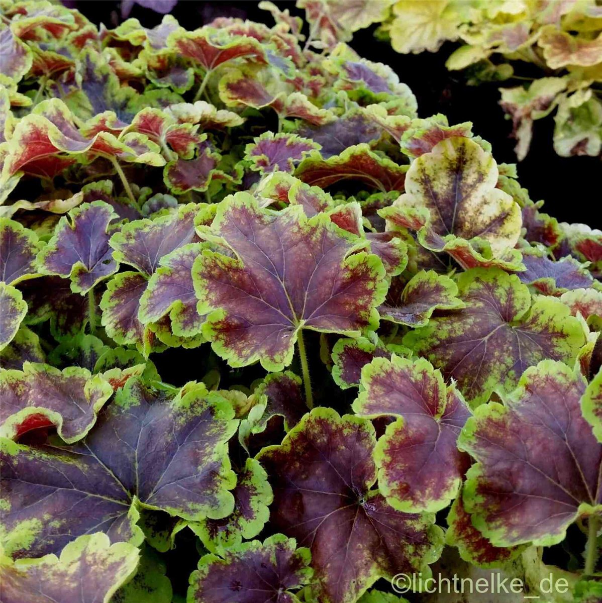 Schaumgl\u00F6ckchen\u0020\u0020\u0028Heucherella\u00A0\u0029\u0020SOLAR\u0020ECLIPSE' Schaumgl\u00F6ckchen\u0020\u0020\u0028Heucherella\u00A0\u0029\u0020SOLAR\u0020ECLIPSE'