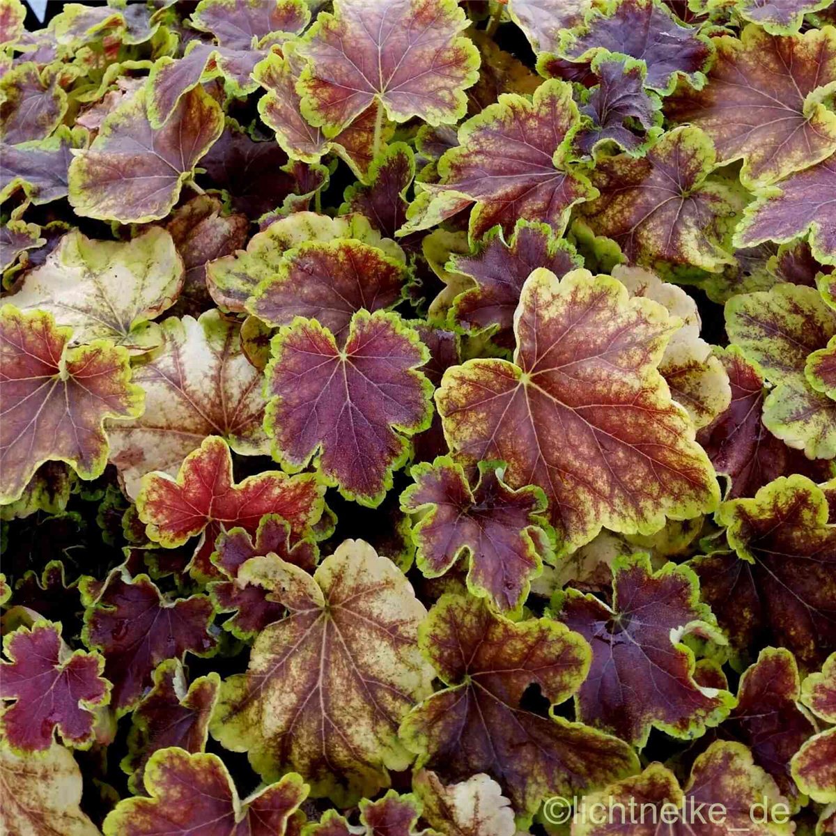 Schaumgl\u00F6ckchen\u0020\u0020\u0028Heucherella\u00A0\u0029\u0020SOLAR\u0020ECLIPSE' Schaumgl\u00F6ckchen\u0020\u0020\u0028Heucherella\u00A0\u0029\u0020SOLAR\u0020ECLIPSE'