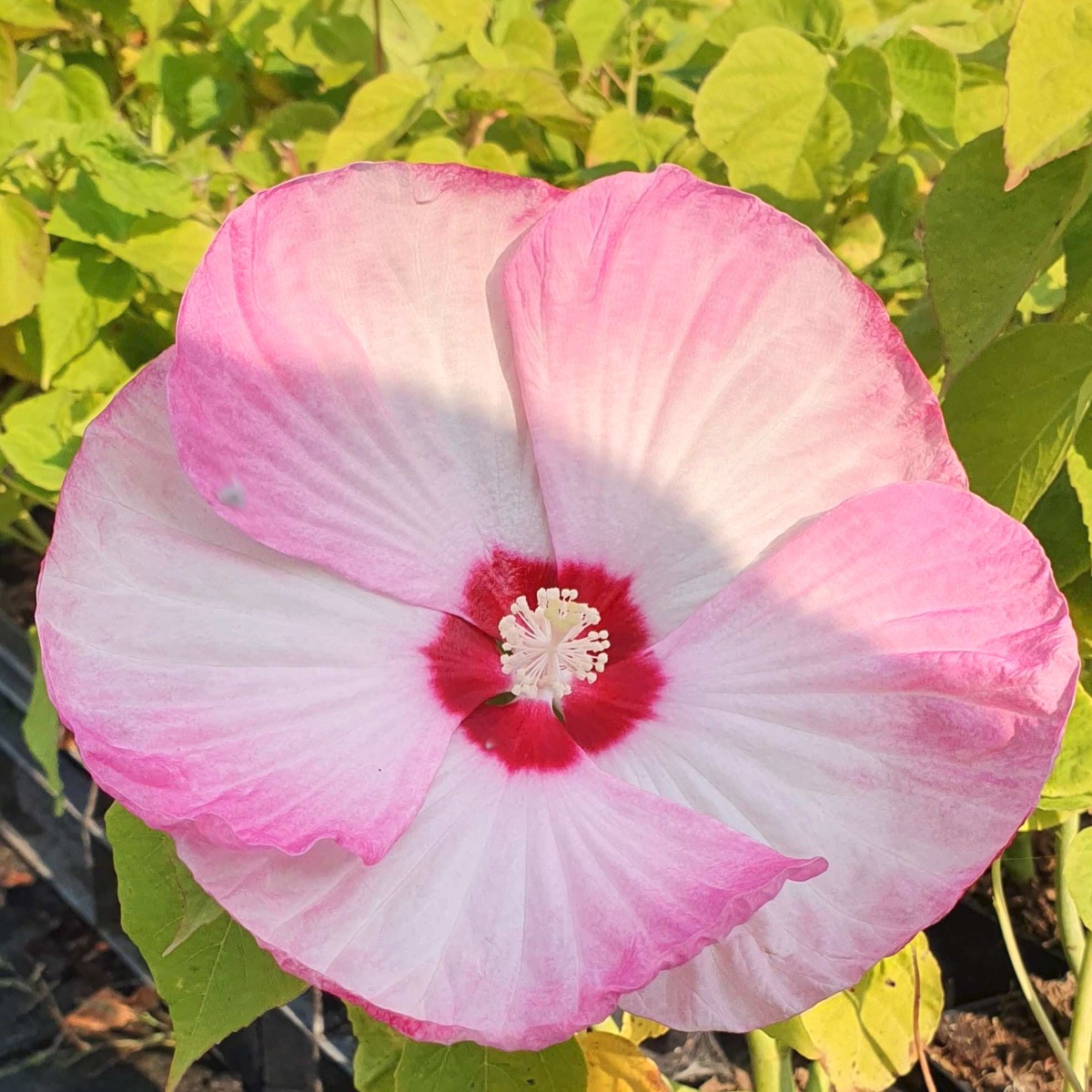 RiesenHibiskus (Hibiscus moscheutos) LUNA Pink Swirl Lichtnelke
