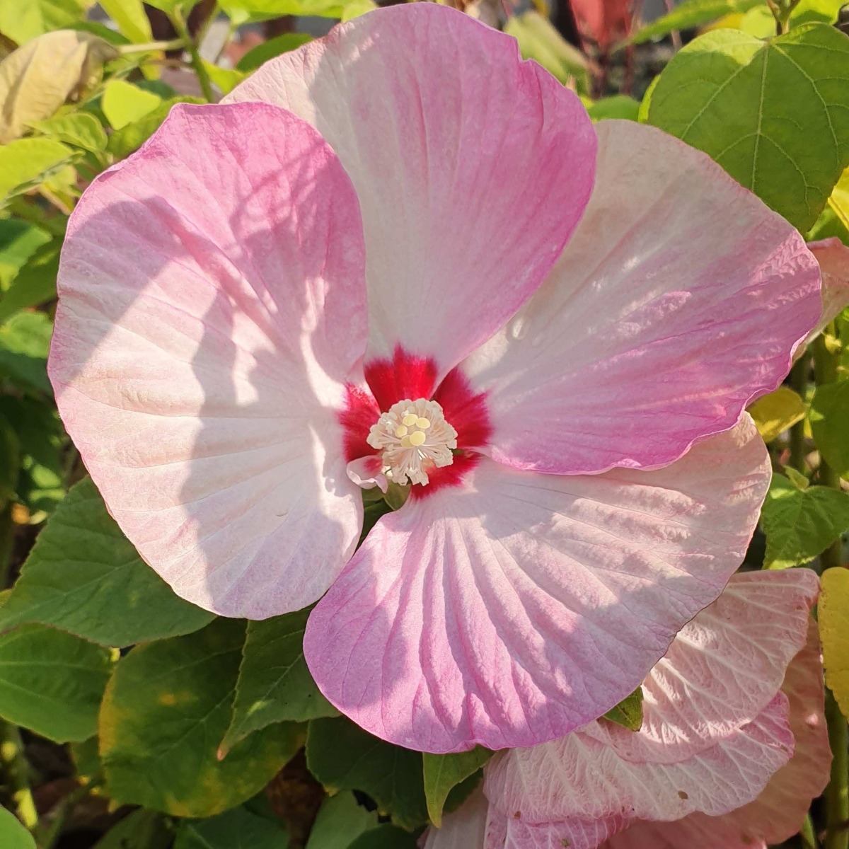 RiesenHibiskus (Hibiscus moscheutos) LUNA Pink Swirl Lichtnelke
