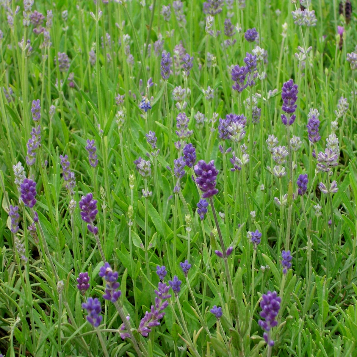Lavendel\u0020\u0028Lavandula\u0020angustifolia\u0029\u0020Dunkle\u0020Hidcote\u0020Compact' Lavendel\u0020\u0028Lavandula\u0020angustifolia\u0029\u0020Dunkle\u0020Hidcote\u0020Compact'