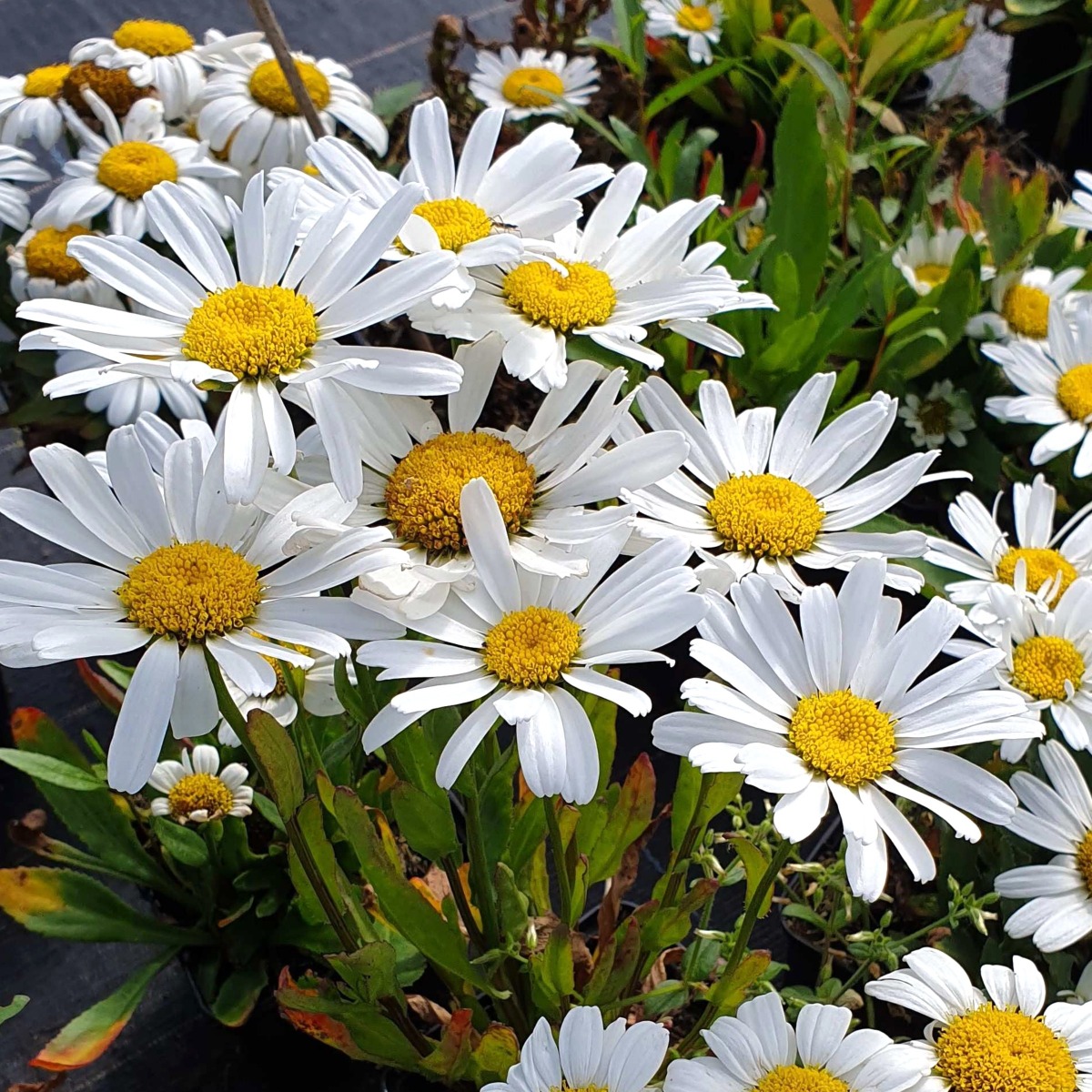 Zwergmargerite\u0020\u0028Leucanthemum\u0020\u0029\u0020Snow\u0020Lady\u0020' Zwergmargerite\u0020\u0028Leucanthemum\u0020\u0029\u0020Snow\u0020Lady\u0020'