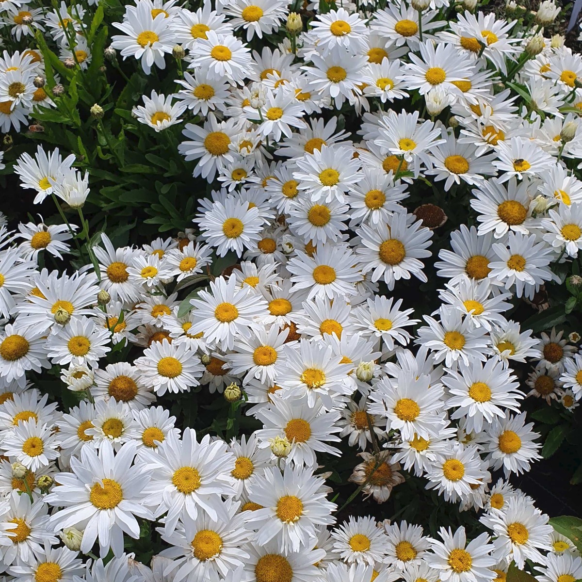 Zwergmargerite\u0020\u0028Leucanthemum\u0020\u0029\u0020Snow\u0020Lady\u0020' Zwergmargerite\u0020\u0028Leucanthemum\u0020\u0029\u0020Snow\u0020Lady\u0020'