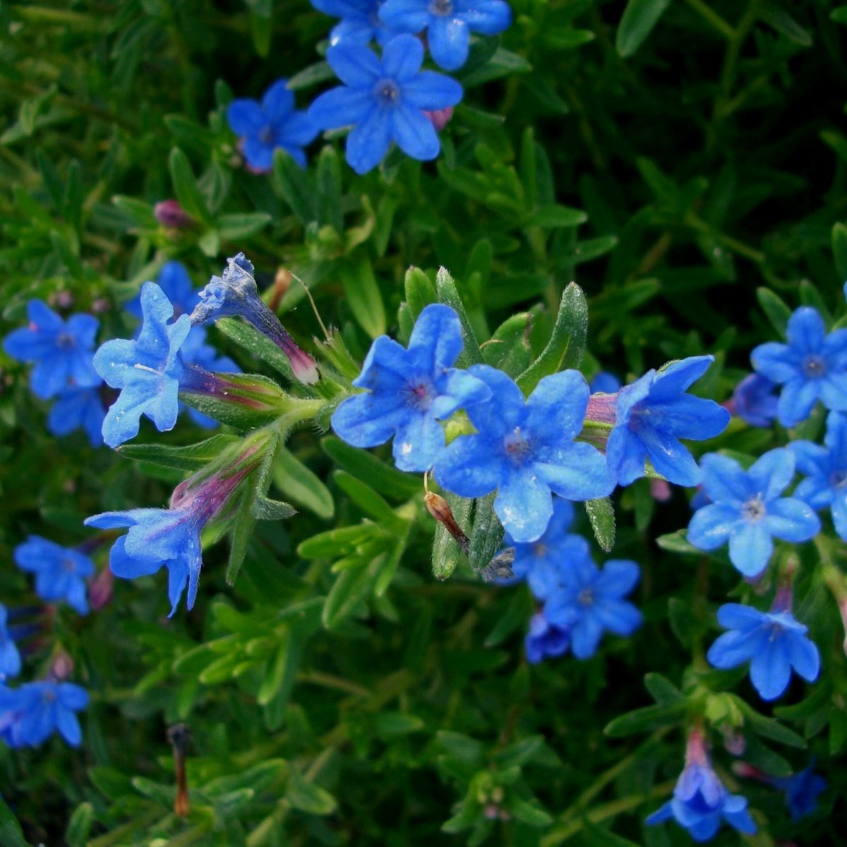 Steinsame\u0020\u0028Lithodora\u0020diffusa\u0029\u0020Compact\u0020Blue' Steinsame\u0020\u0028Lithodora\u0020diffusa\u0029\u0020Compact\u0020Blue'