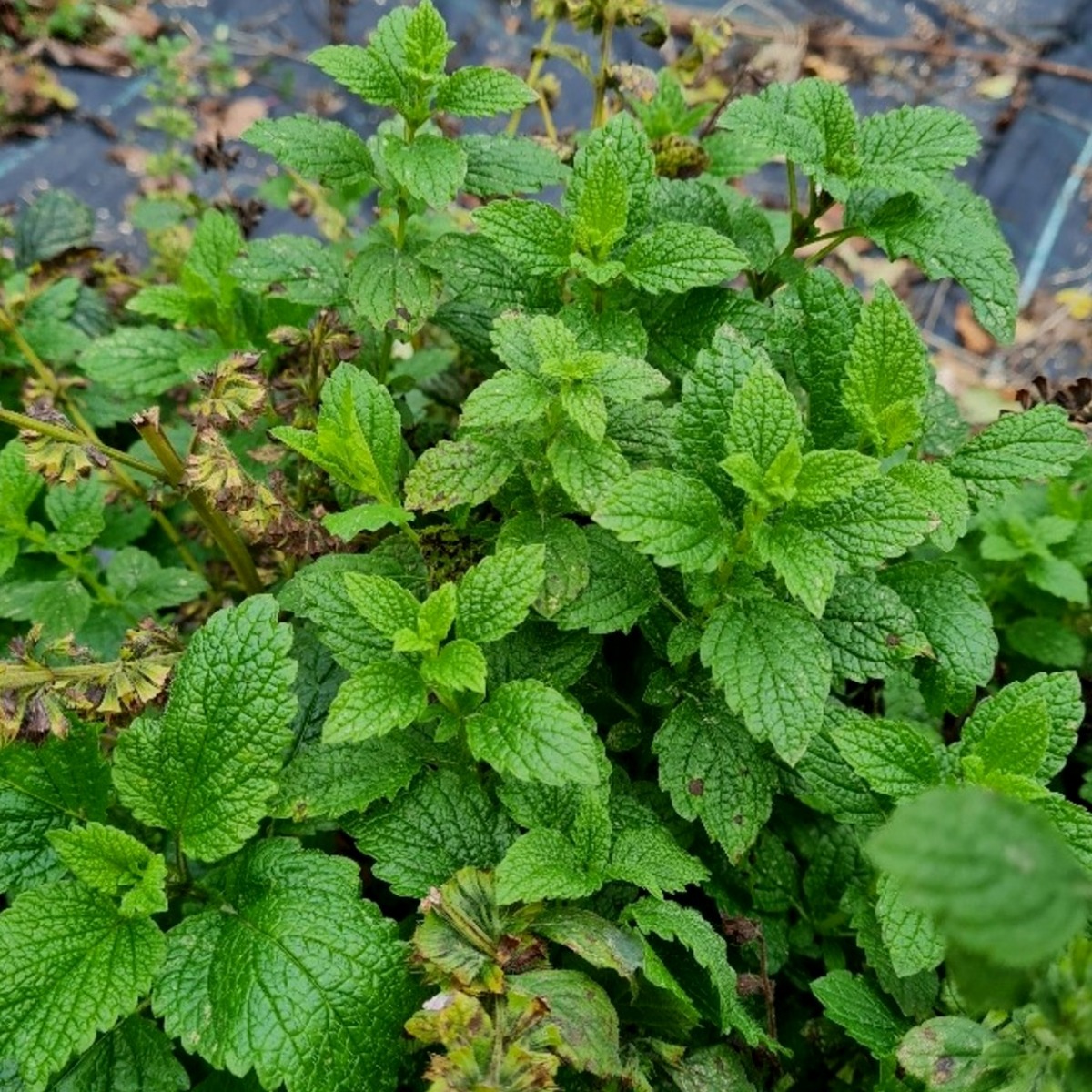 Zitronenmelisse\u0020\u0028Melissa\u0020officinalis\u0029\u0020' Zitronenmelisse\u0020\u0028Melissa\u0020officinalis\u0029\u0020'
