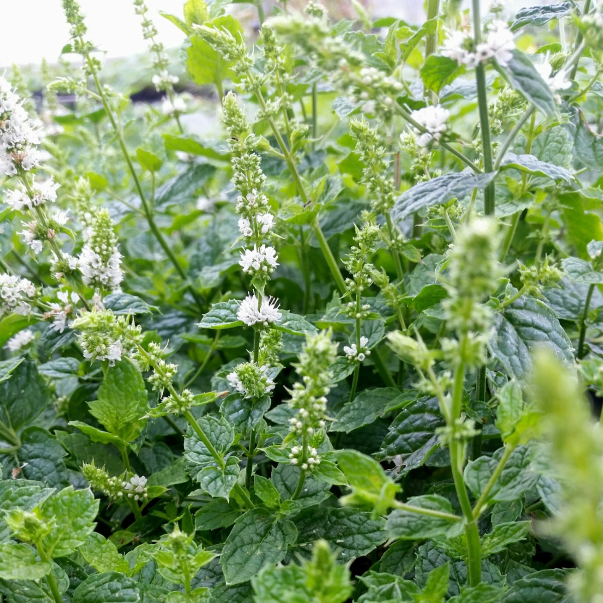 Marokkanische\u0020Minze\u00A0\u0020\u0028Mentha\u0020spicata\u0020var.\u0020spicata\u0029\u0020' Marokkanische\u0020Minze\u00A0\u0020\u0028Mentha\u0020spicata\u0020var.\u0020spicata\u0029\u0020'