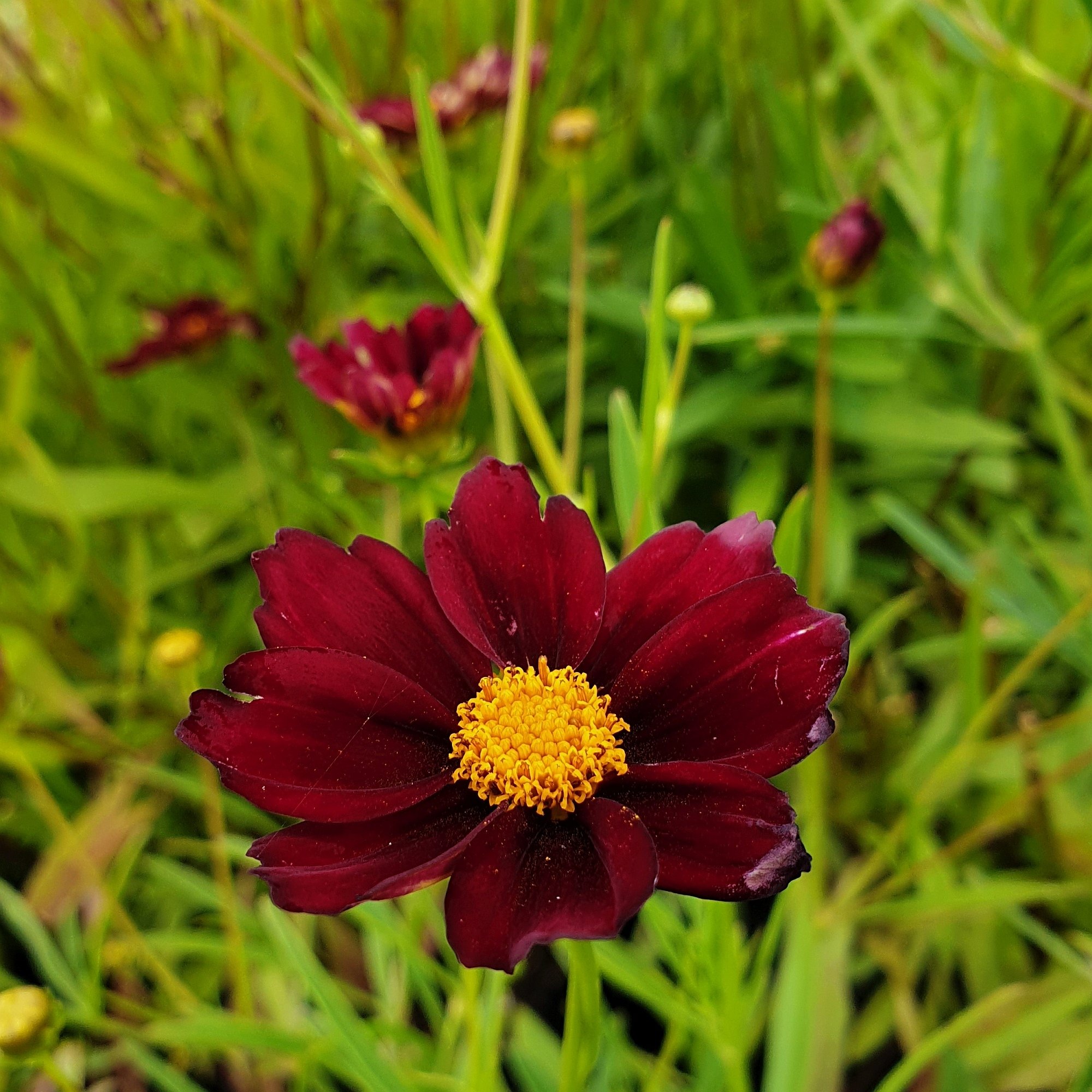 5\u0020Pflanzen\u0020M\u00E4dchenaugen\u0020\u0028Coreopsis\u0029\u0020Mix' 5\u0020Pflanzen\u0020M\u00E4dchenaugen\u0020\u0028Coreopsis\u0029\u0020Mix'