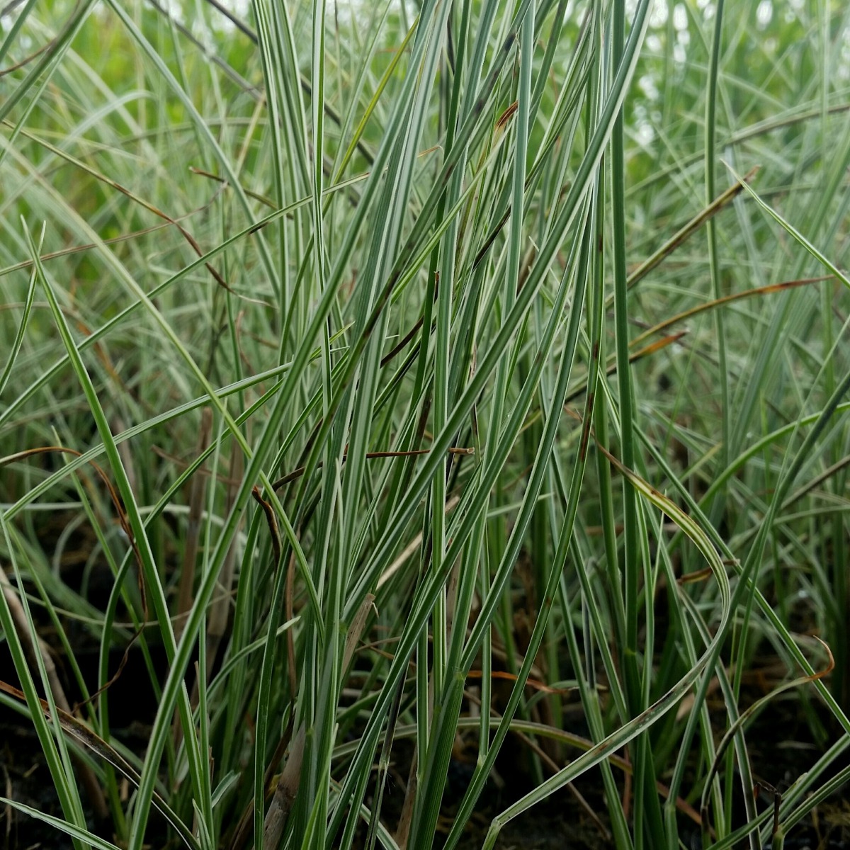 Chinaschilf\u0020\u0028Miscanthus\u0020sinensis\u0029\u0020Morning\u0020Light' Chinaschilf\u0020\u0028Miscanthus\u0020sinensis\u0029\u0020Morning\u0020Light'