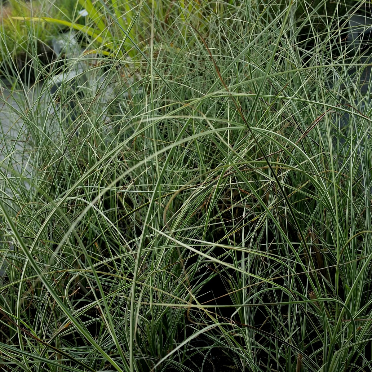 Chinaschilf\u0020\u0028Miscanthus\u0020sinensis\u0029\u0020Morning\u0020Light' Chinaschilf\u0020\u0028Miscanthus\u0020sinensis\u0029\u0020Morning\u0020Light'