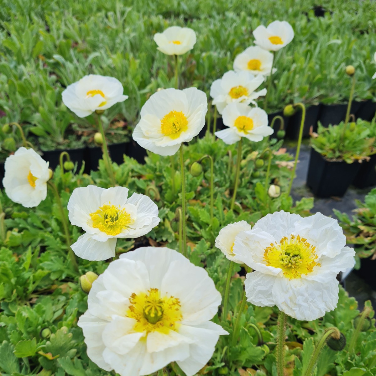 Islandmohn\u0020\u0028Papaver\u0020nudicaule\u0029\u0020POP\u002DUP\u0020White' Islandmohn\u0020\u0028Papaver\u0020nudicaule\u0029\u0020POP\u002DUP\u0020White'