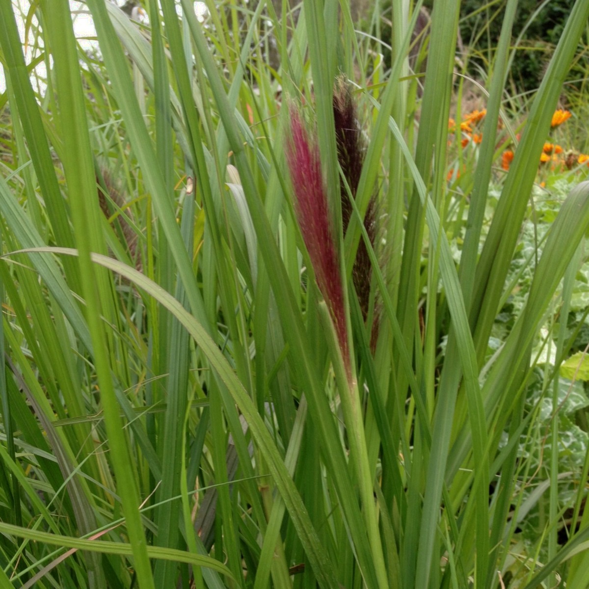 Lampenputzergras\u0020\u0028Pennisetum\u0020alopecuroides\u0029\u0020Red\u0020Head' Lampenputzergras\u0020\u0028Pennisetum\u0020alopecuroides\u0029\u0020Red\u0020Head'