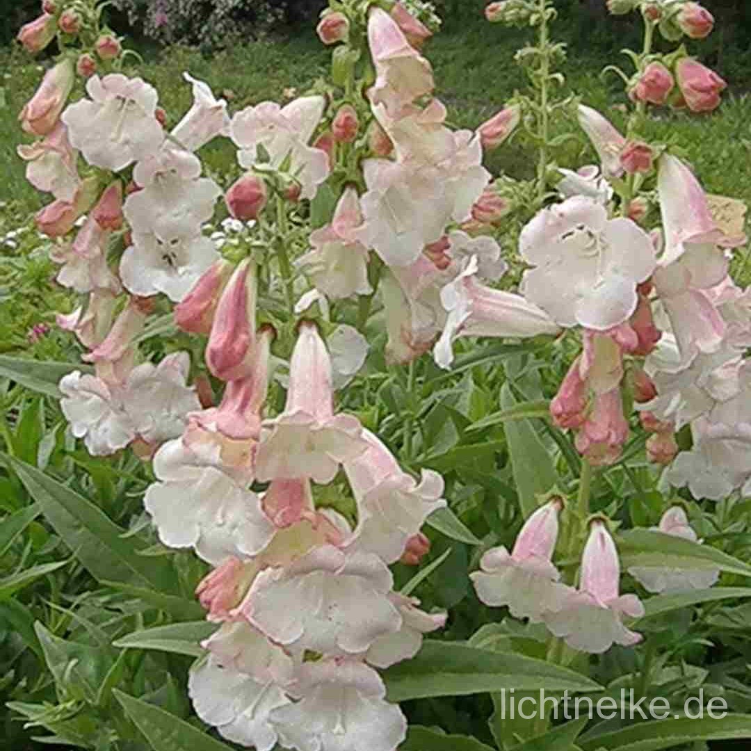 Bartfaden\u0020\u0028Penstemon\u0020\u0029\u0020Apple\u0020Blossum' Bartfaden\u0020\u0028Penstemon\u0020\u0029\u0020Apple\u0020Blossum'