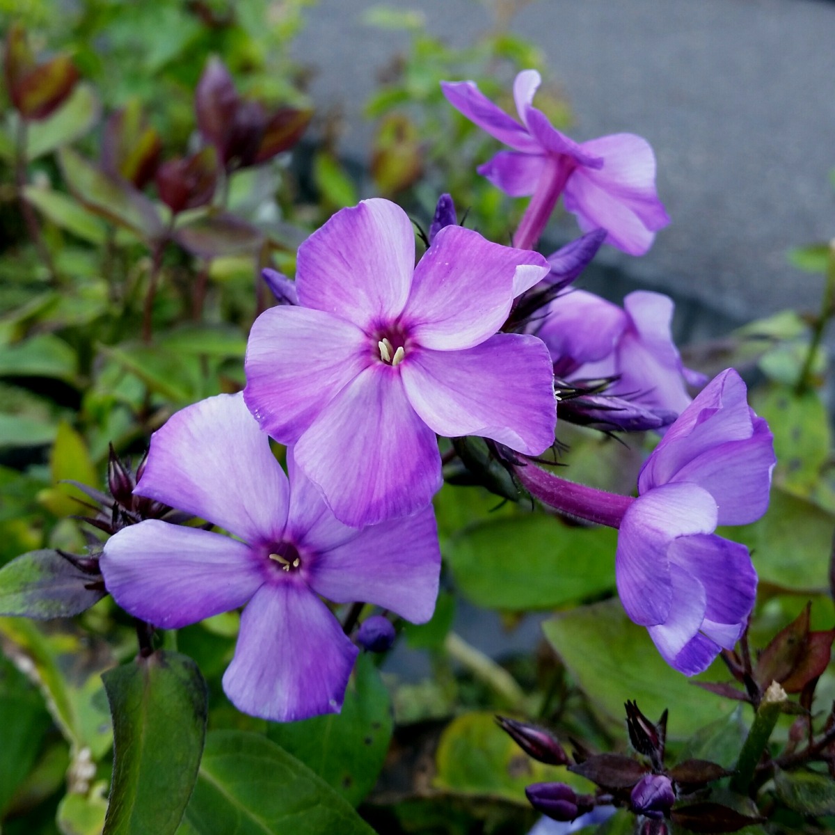 Flammenblume\u0020\u0028Phlox\u0020paniculata\u0029\u0020Blue\u0020Paradise' Flammenblume\u0020\u0028Phlox\u0020paniculata\u0029\u0020Blue\u0020Paradise'
