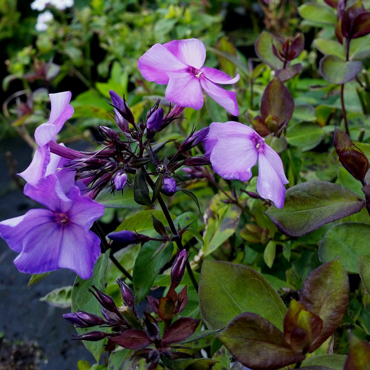 Flammenblume\u0020\u0028Phlox\u0020paniculata\u0029\u0020Blue\u0020Paradise' Flammenblume\u0020\u0028Phlox\u0020paniculata\u0029\u0020Blue\u0020Paradise'