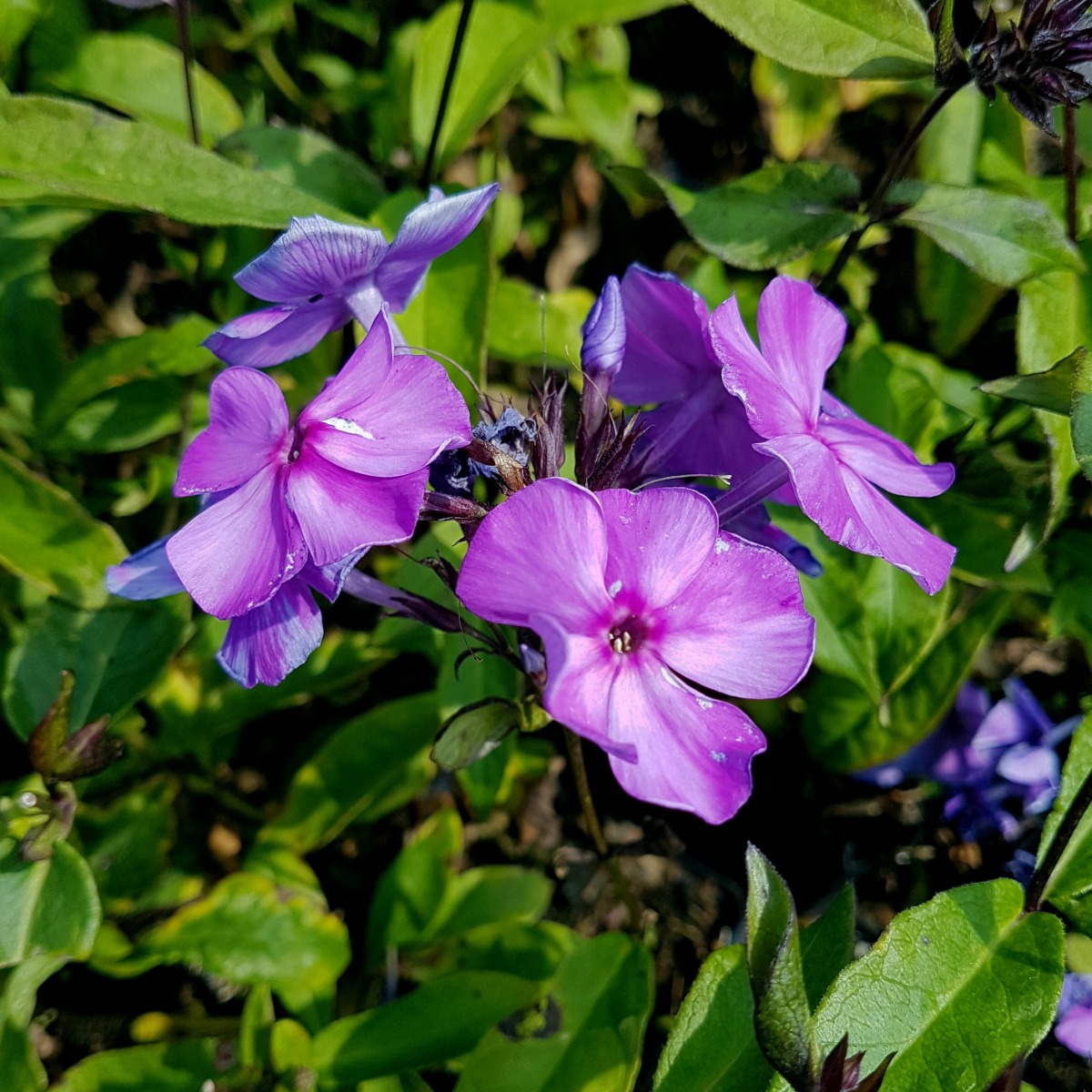 Flammenblume\u0020\u0028Phlox\u0020paniculata\u0029\u0020Blue\u0020Paradise' Flammenblume\u0020\u0028Phlox\u0020paniculata\u0029\u0020Blue\u0020Paradise'