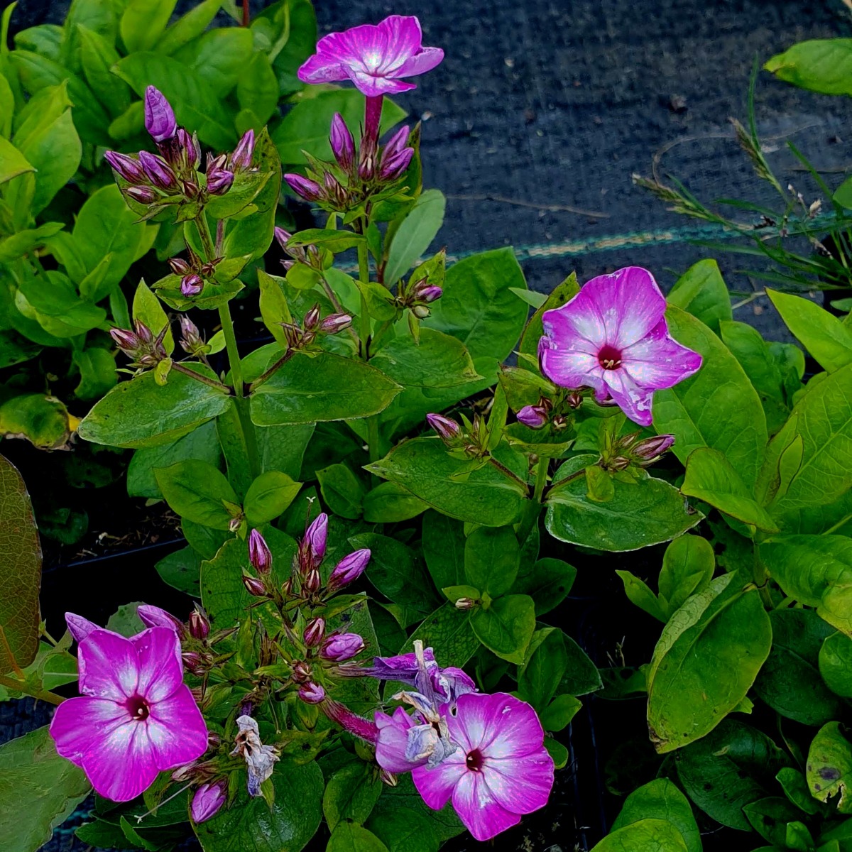 Flammenblume\u0020\u0028Phlox\u0020paniculata\u0029\u0020FLAME\u0020Purple\u0020Eye' Flammenblume\u0020\u0028Phlox\u0020paniculata\u0029\u0020FLAME\u0020Purple\u0020Eye'